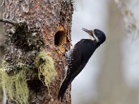 A2Z8088c  Black-backed Woodpecker (Picoides arcticus) - female by nest